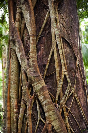 Close up of a strangler fig