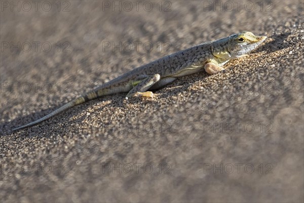 Shovel-nosed lizard