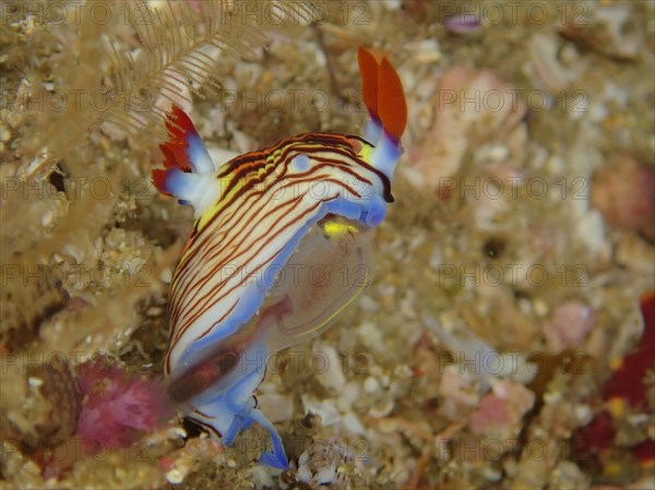 Golden Nembrotha