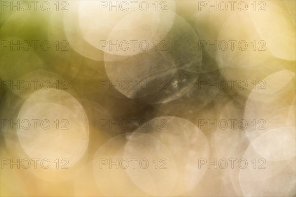 Natural Bokeh in Marshes for background