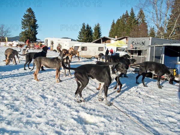 Preparation area at the World Sled Dog Racing Championships