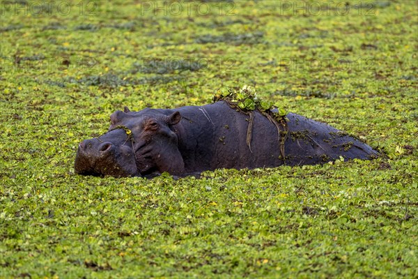 Hippopotamus