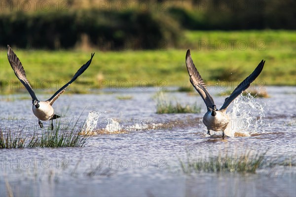 Canada Goose