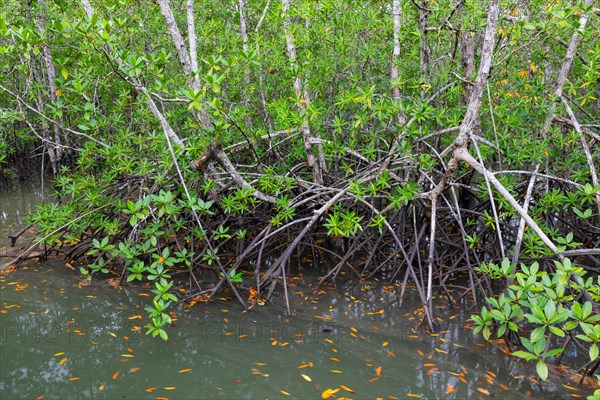 Mangrove forest