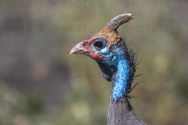 Helmeted guineafowls