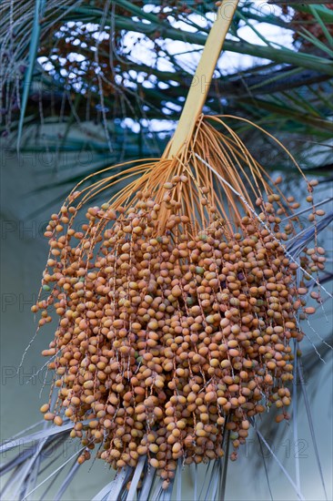 Bunch of fresh dates hanging from a date palm tree