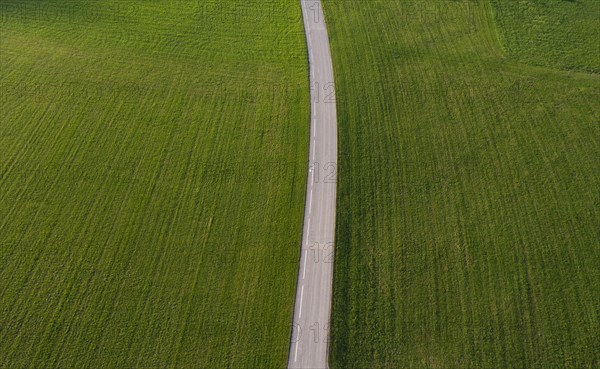 Country road leads through a green meadow