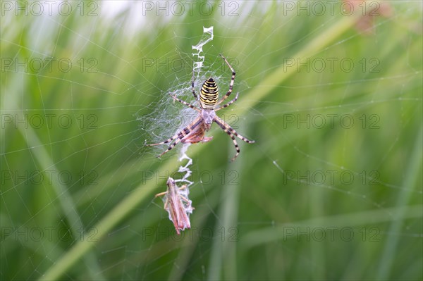 Wasp spider