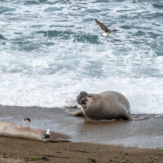 Southern elephant seal