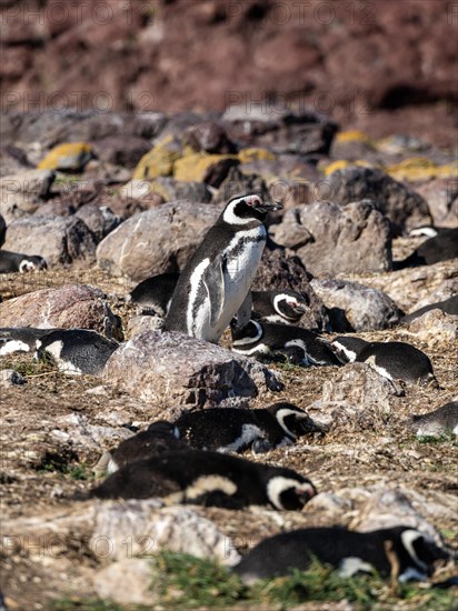 Magellanic penguin