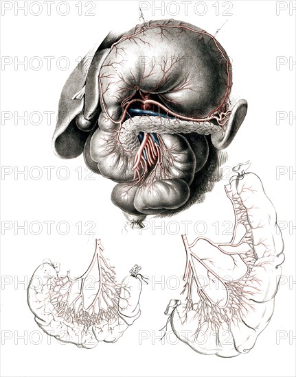 Human anatomy