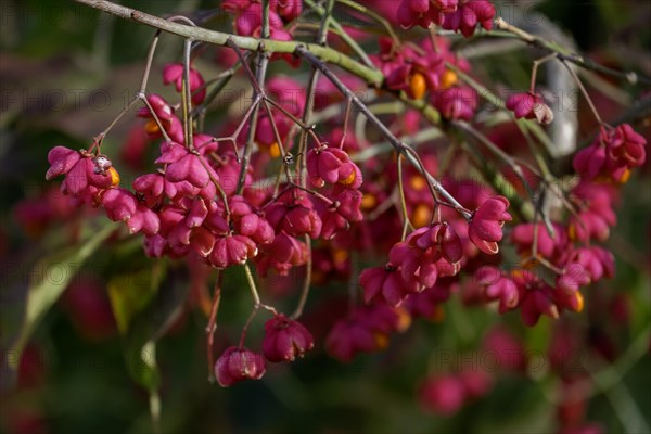 Common spindle bush