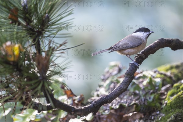 Marsh Tit