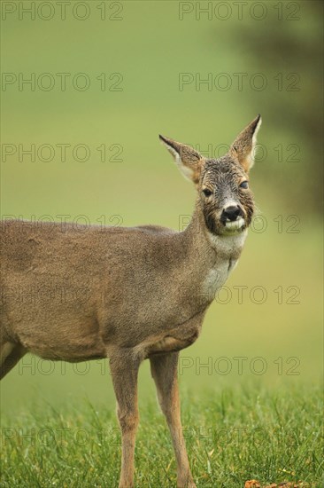 European roe deer