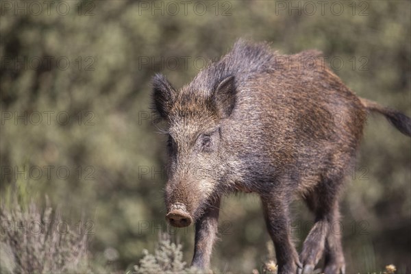 Wild boar