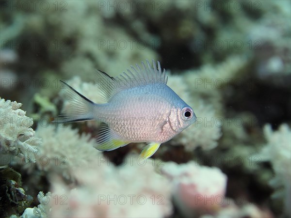 Juvenile yellow damselfish