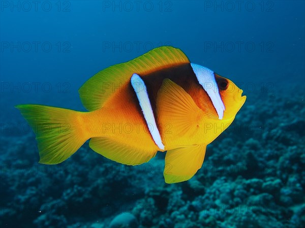 Red sea clownfish