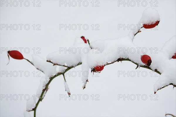 Rosehips in winter with snow