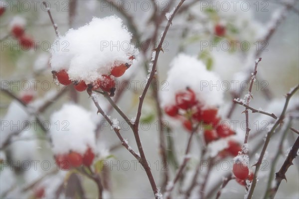 Rosehips in winter with snow