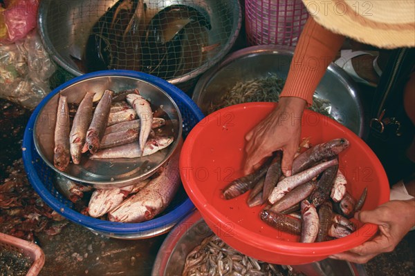 Overhead view of a vendor selling fresh snakehead fish in the local traditional Samaki wet market in Kampot Cambodia