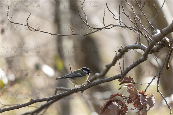 Great tit