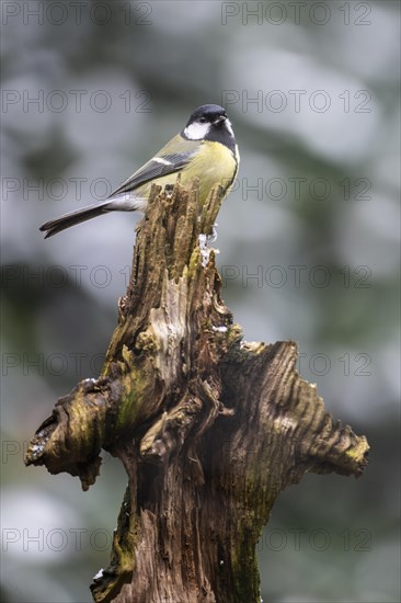 Great Tit