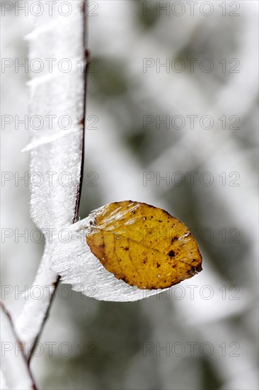 Hoarfrost