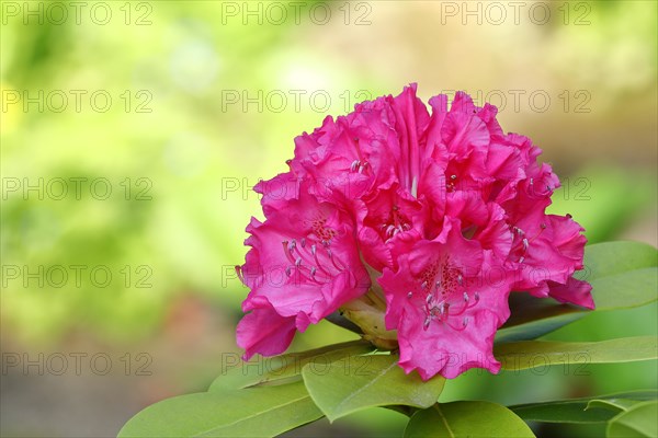 Rhododendron flowers