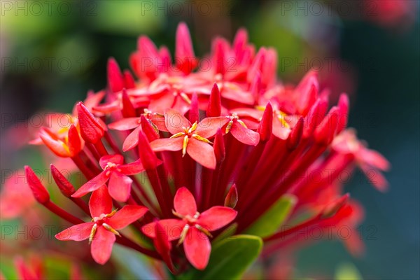 (Ixora), Rubiaceae, Valle de Cauca, Colombia, South America