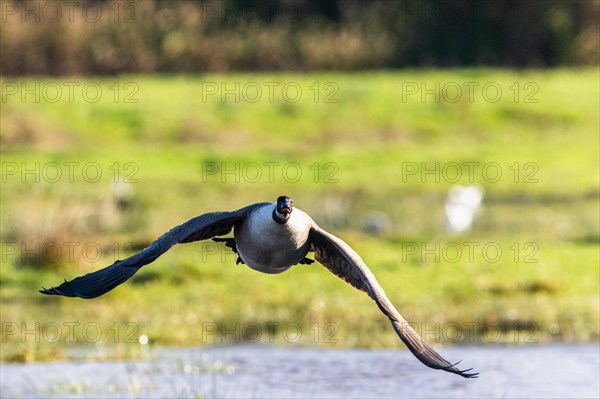 Canada Goose