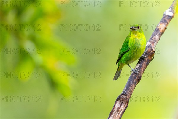 Crested Ashbird