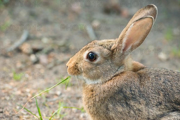 European rabbit