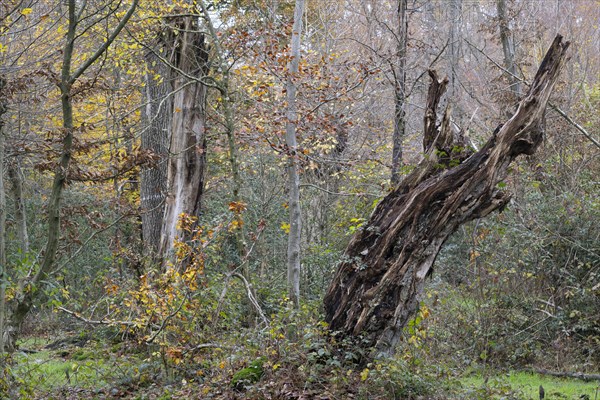 Hutewald forest in autumn