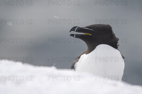 Razorbill