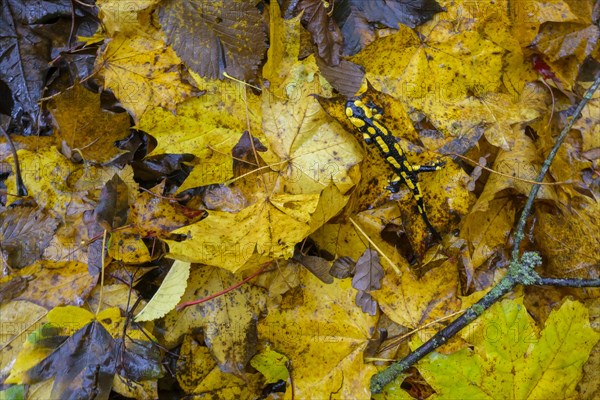 Fire salamander