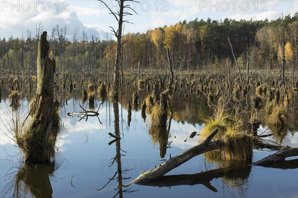 Dead trees in a shallow lake in autumn. Germany