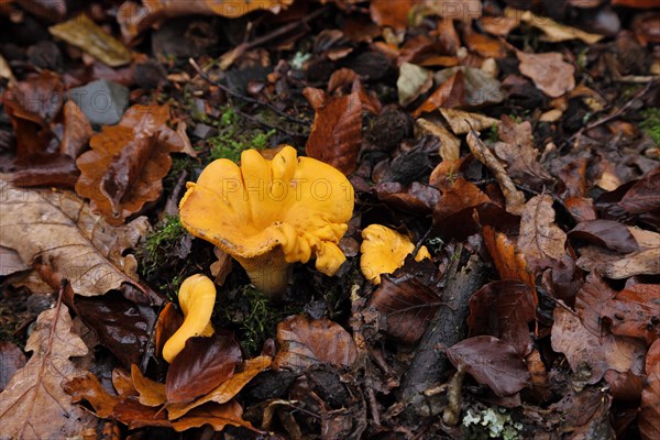 Chanterelle