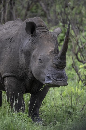 White rhinoceros