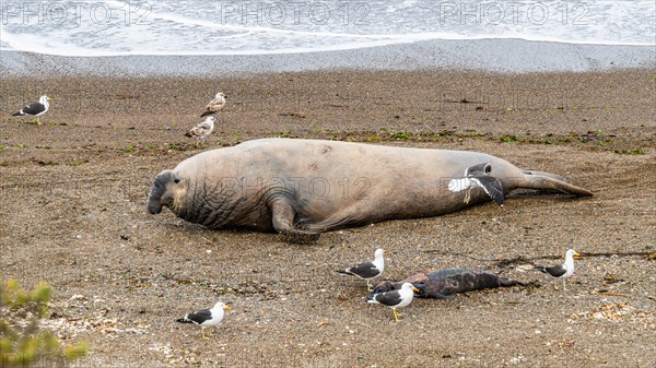 Southern elephant seal