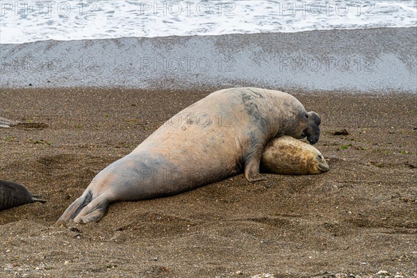 Southern elephant seals