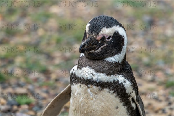 Magellanic penguin