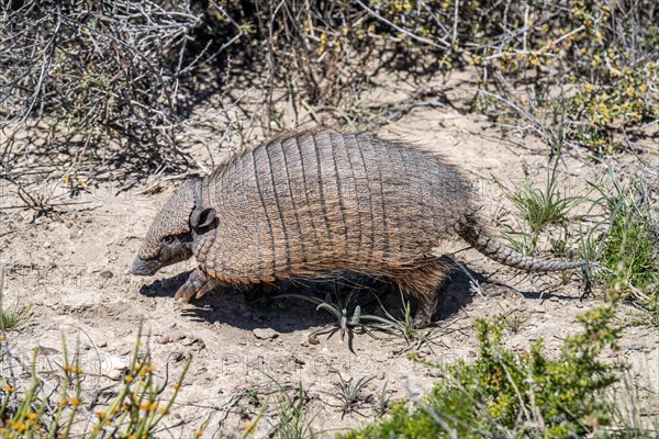 Dwarf armadillo