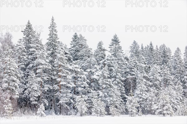 Spruce forest with snow and frost on a cold winter day