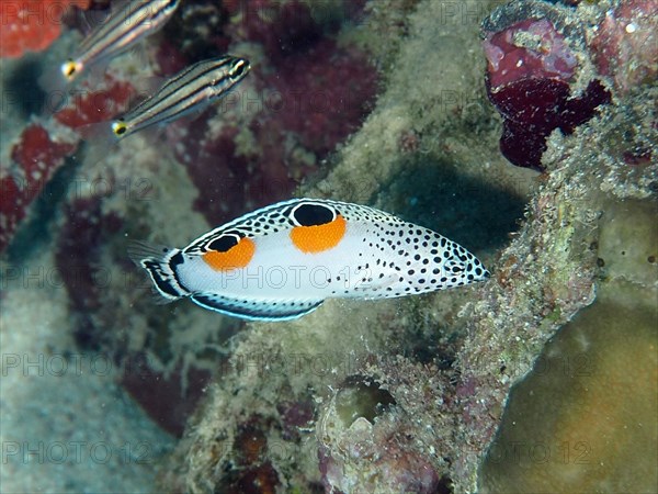 Juvenile Mirror Spotted Sunfish