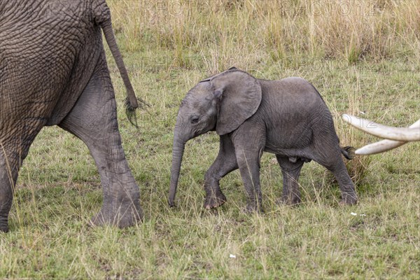 African elephant