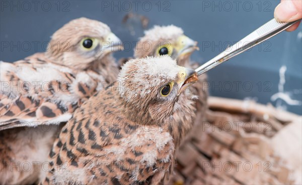 Three young common kestrels