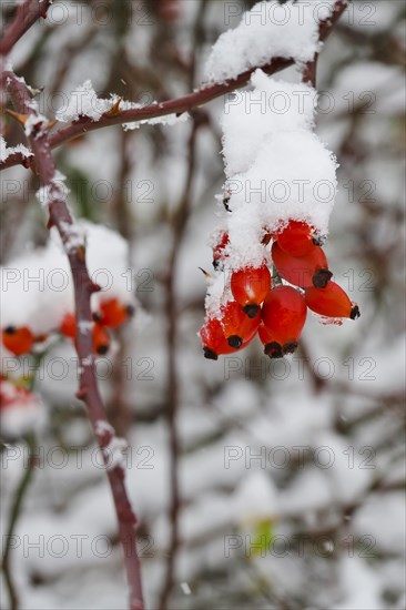 Rosehips in winter with snow