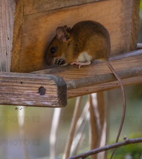 Yellow-necked mouse