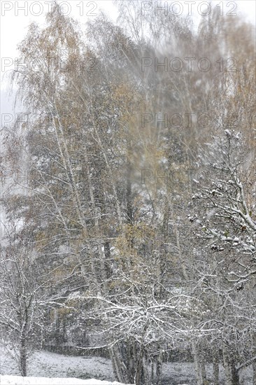 Trees in late autumn with first snow