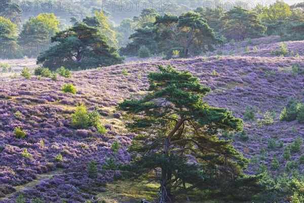 Brunssumer Heide